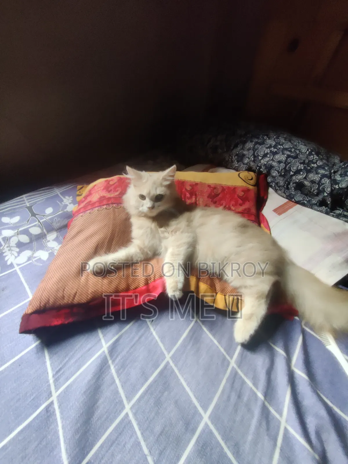 1+ Year Male Purebred Persian