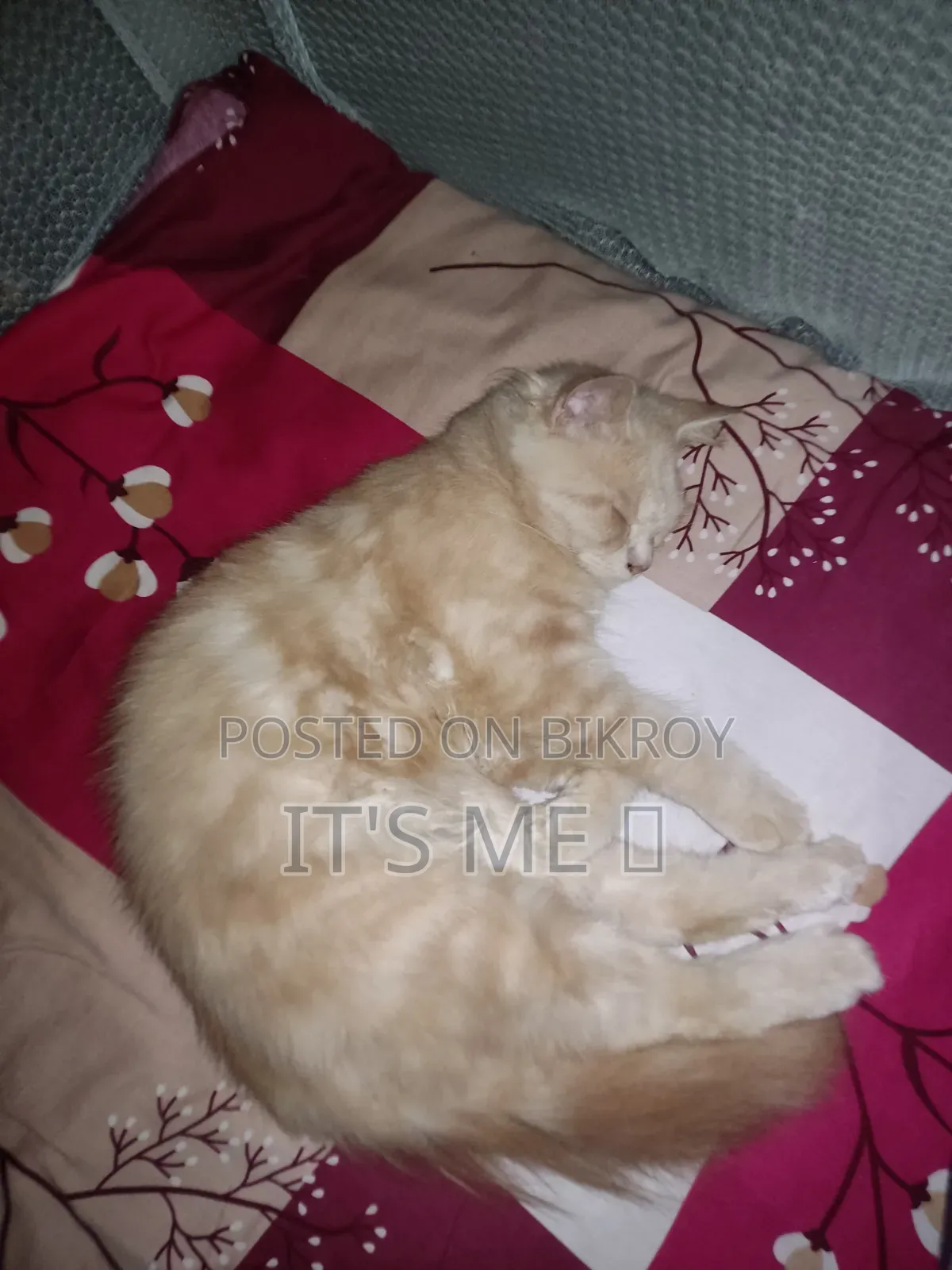 1+ Year Male Purebred Persian