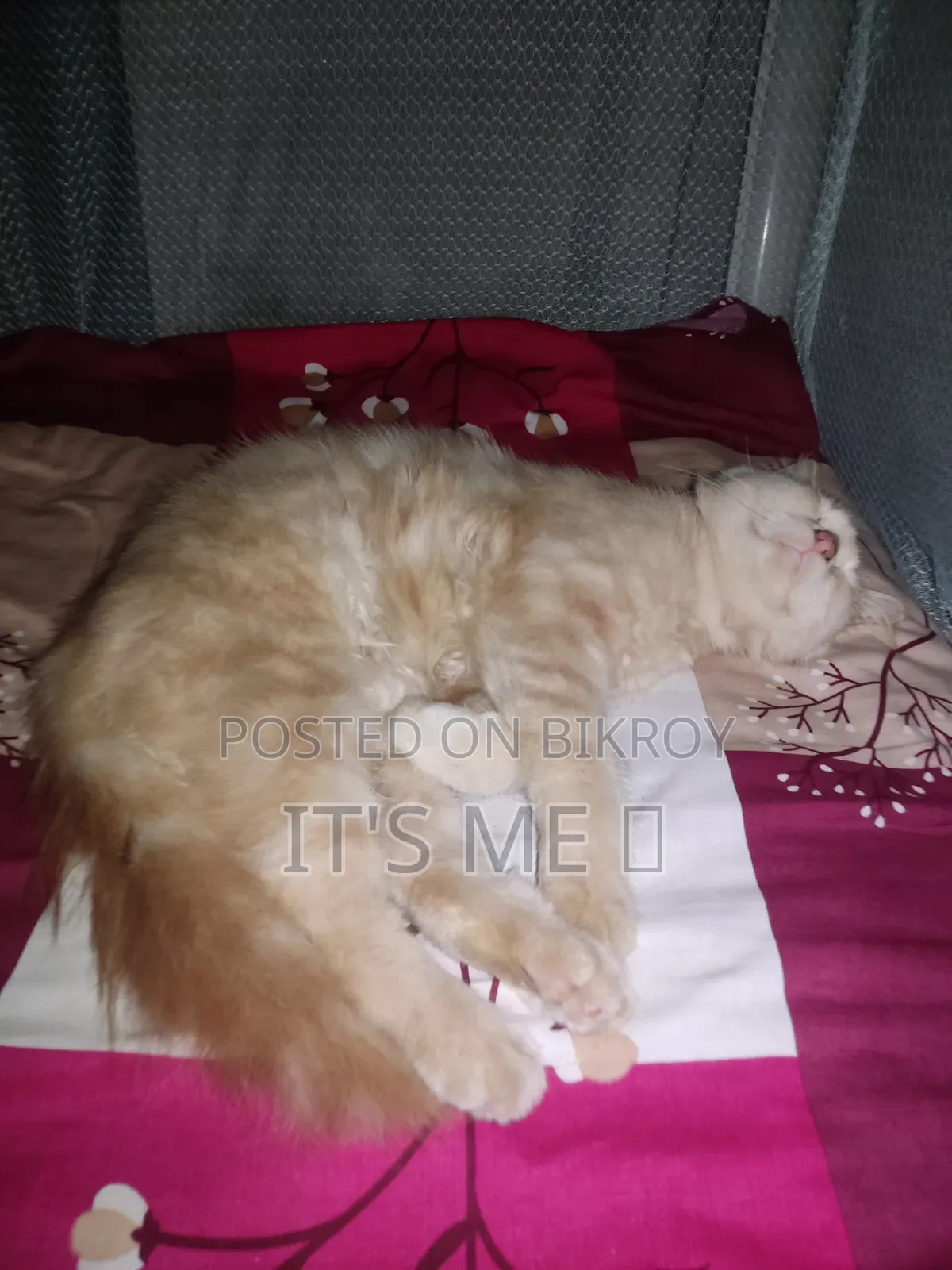 1+ Year Male Purebred Persian