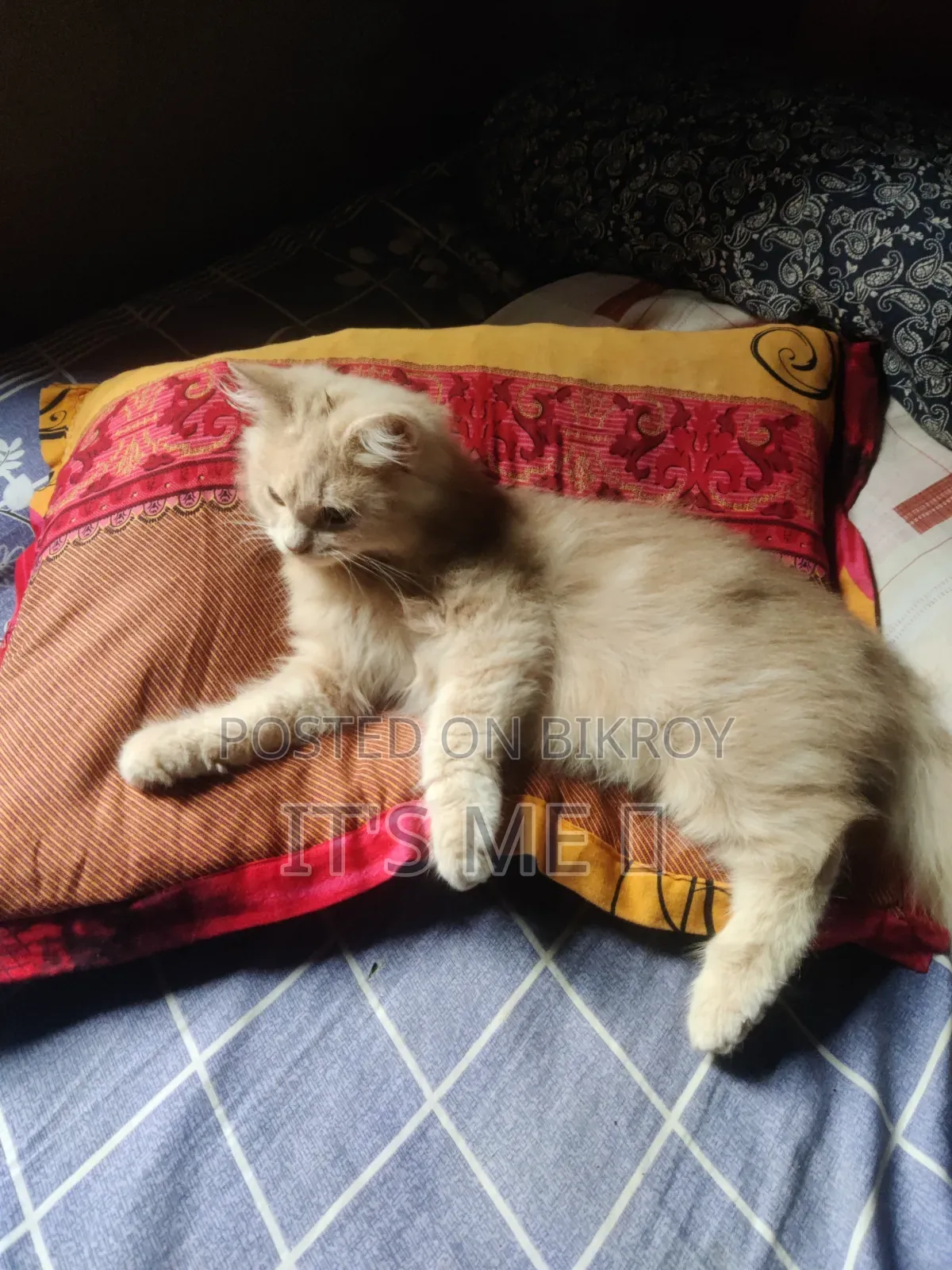 1+ Year Male Purebred Persian