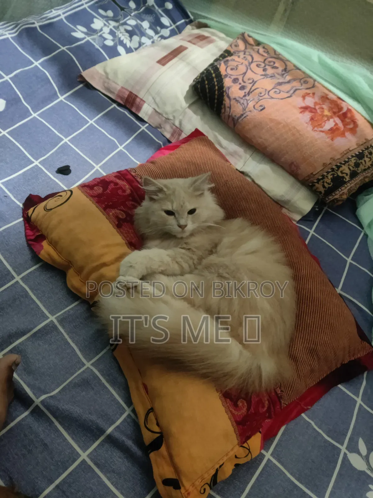 1+ Year Male Purebred Persian
