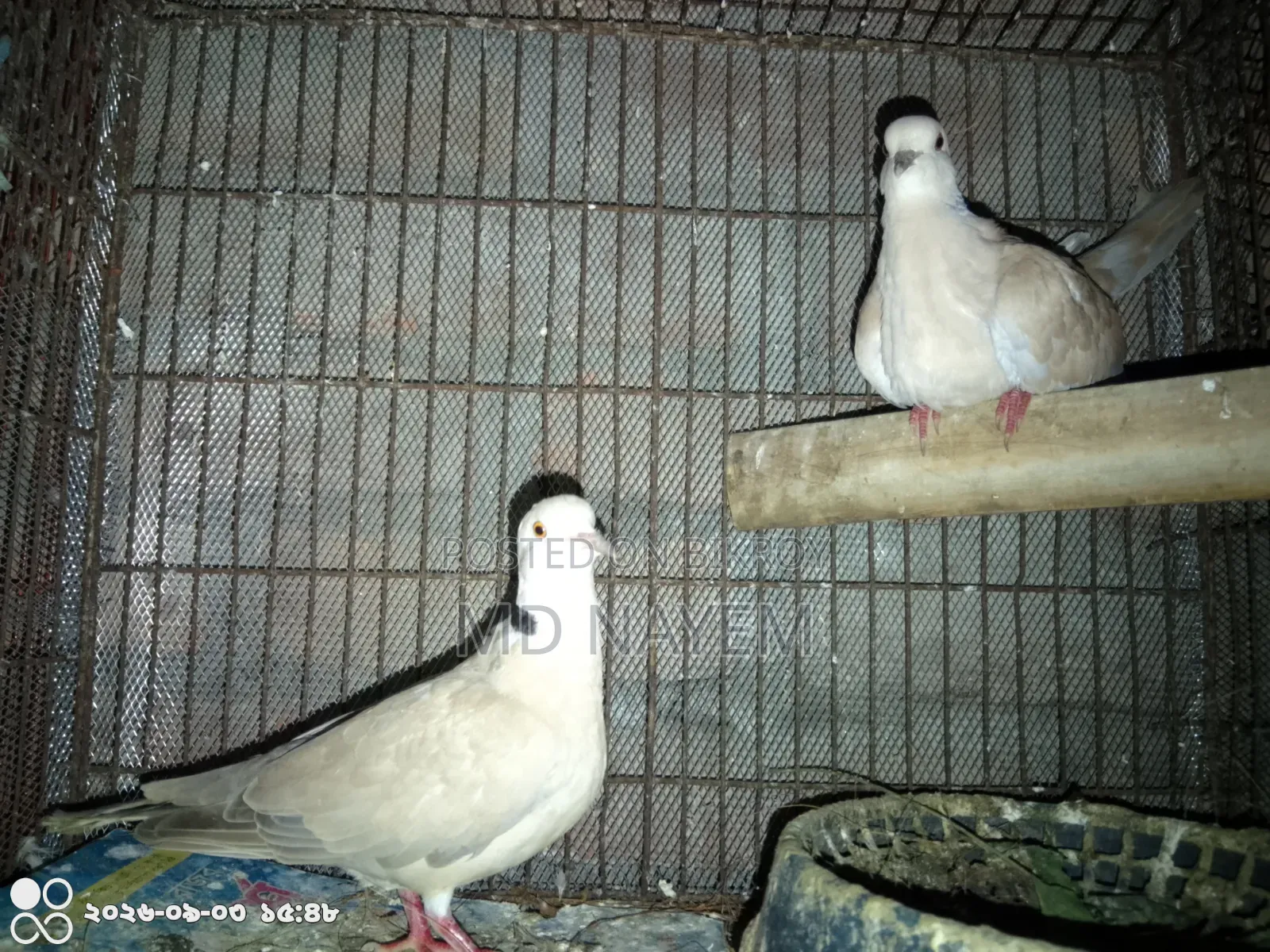 রানিং ঘুঘু পাখি