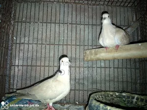 রানিং ঘুঘু পাখি