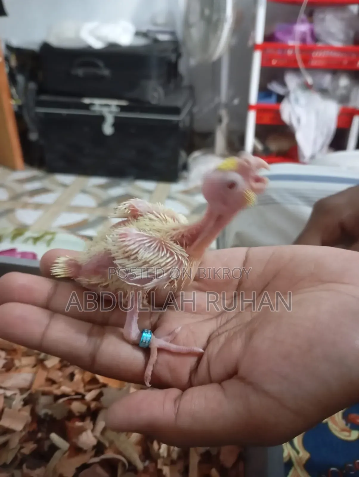 Tame Size Kokatel Baby