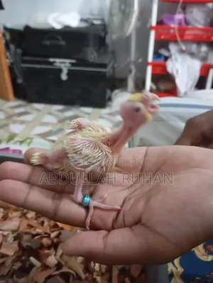 Tame Size Kokatel Baby