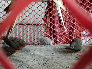 কিং কোয়েল
