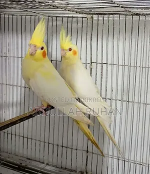 Lutino Kokatel Pair