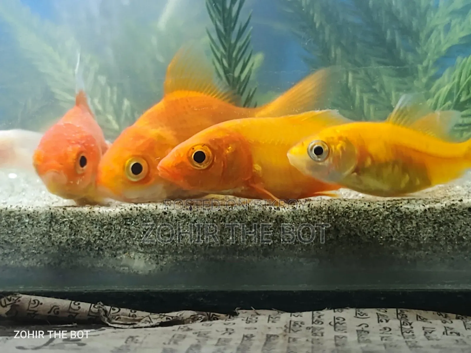 গোল্ডেন ফিস মাজার এসেছে অসাধারণ সুন্দর