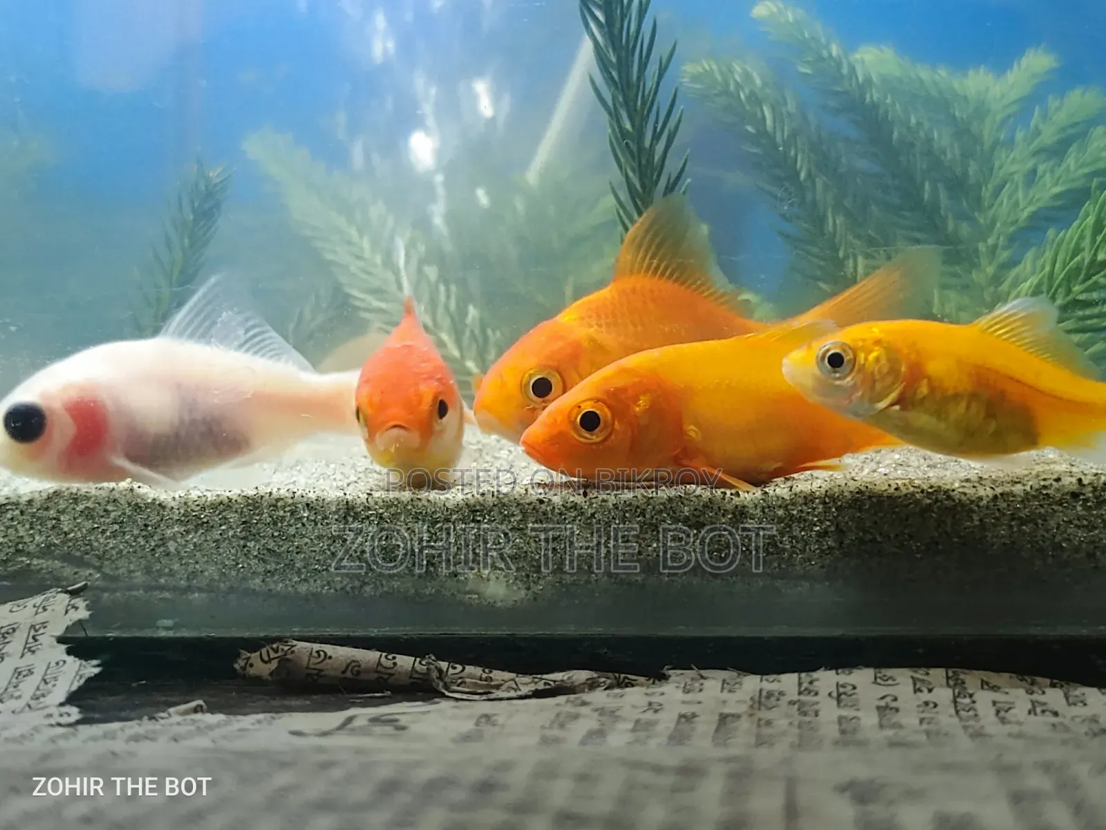 গোল্ডেন ফিস মাজার এসেছে অসাধারণ সুন্দর