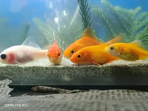 গোল্ডেন ফিস মাজার এসেছে অসাধারণ সুন্দর