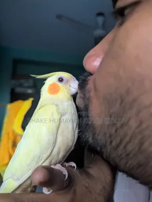 রানিং ককটেল এবং সুপার টেম হেবি পাল ককটেল ও কিছু বাচ্চা