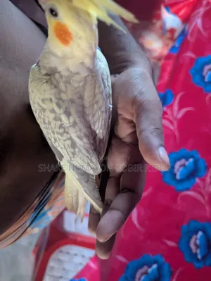 রানিং ককটেল এবং সুপার টেম হেবি পাল ককটেল ও কিছু বাচ্চা