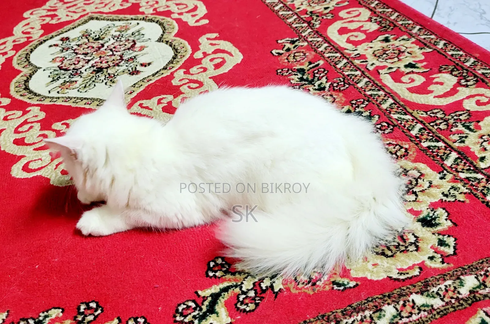 6-12 Months Female Purebred Persian Kitten