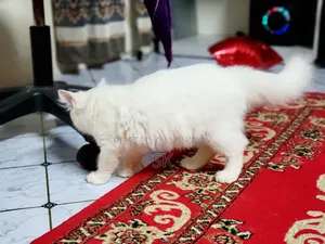 6-12 Months Female Purebred Persian Kitten
