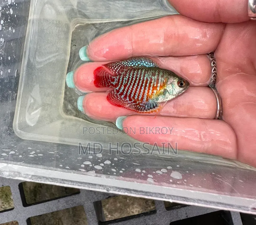 Dwarf Gourami