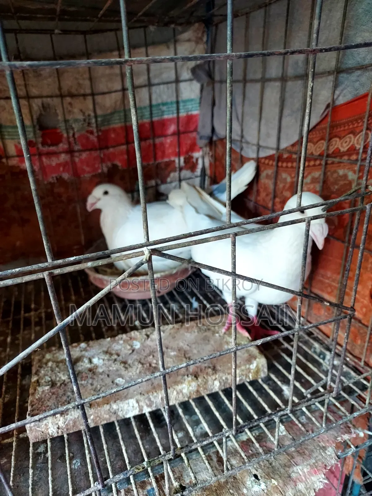 কিছু গ্রিজেল ও রেসার কবুতর সেল করা হবে