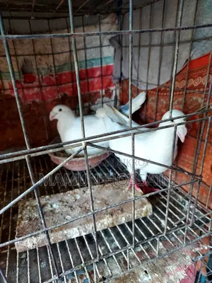 কিছু গ্রিজেল ও রেসার কবুতর সেল করা হবে