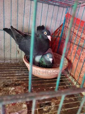 কিছু গ্রিজেল ও রেসার কবুতর সেল করা হবে