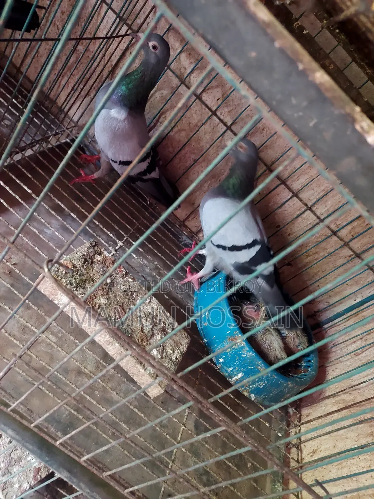 কিছু গ্রিজেল ও রেসার কবুতর সেল করা হবে