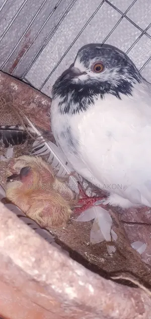 Sobji Racer with Two Chicks + Giribaj Pair Sale