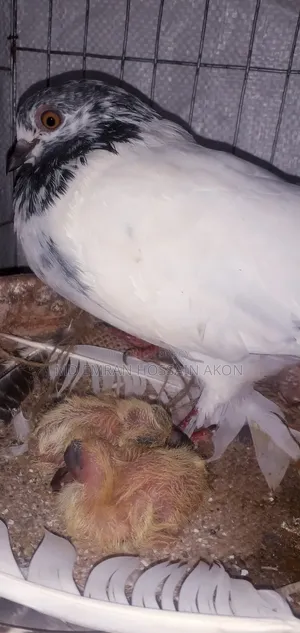 Sobji Racer with Two Chicks + Giribaj Pair Sale
