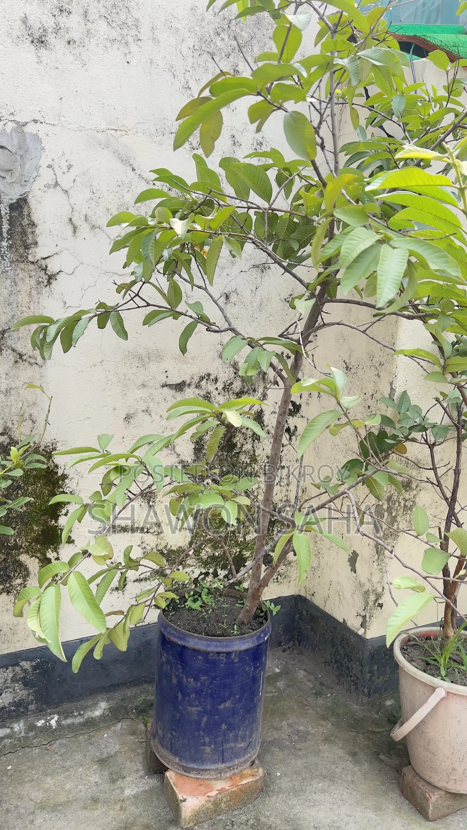 ২ টি পেয়ারা গাছ , ১ টি লেবু গাছ ,১ টি ডালিম গাছ
