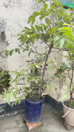 ২ টি পেয়ারা গাছ , ১ টি লেবু গাছ ,১ টি ডালিম গাছ