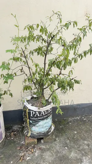 ২ টি পেয়ারা গাছ , ১ টি লেবু গাছ ,১ টি ডালিম গাছ