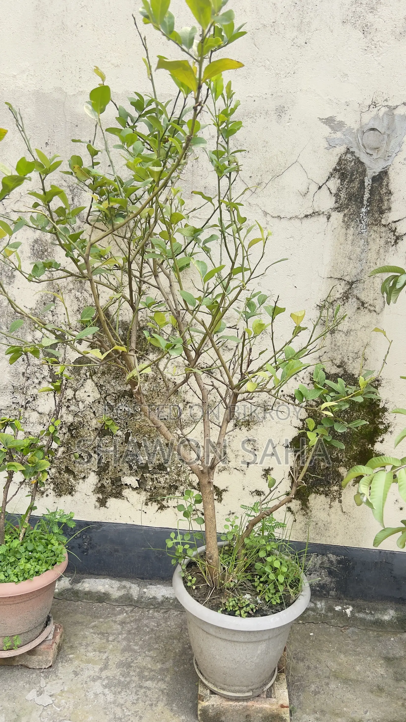 ২ টি পেয়ারা গাছ , ১ টি লেবু গাছ ,১ টি ডালিম গাছ