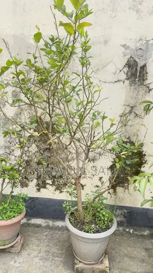 ২ টি পেয়ারা গাছ , ১ টি লেবু গাছ ,১ টি ডালিম গাছ