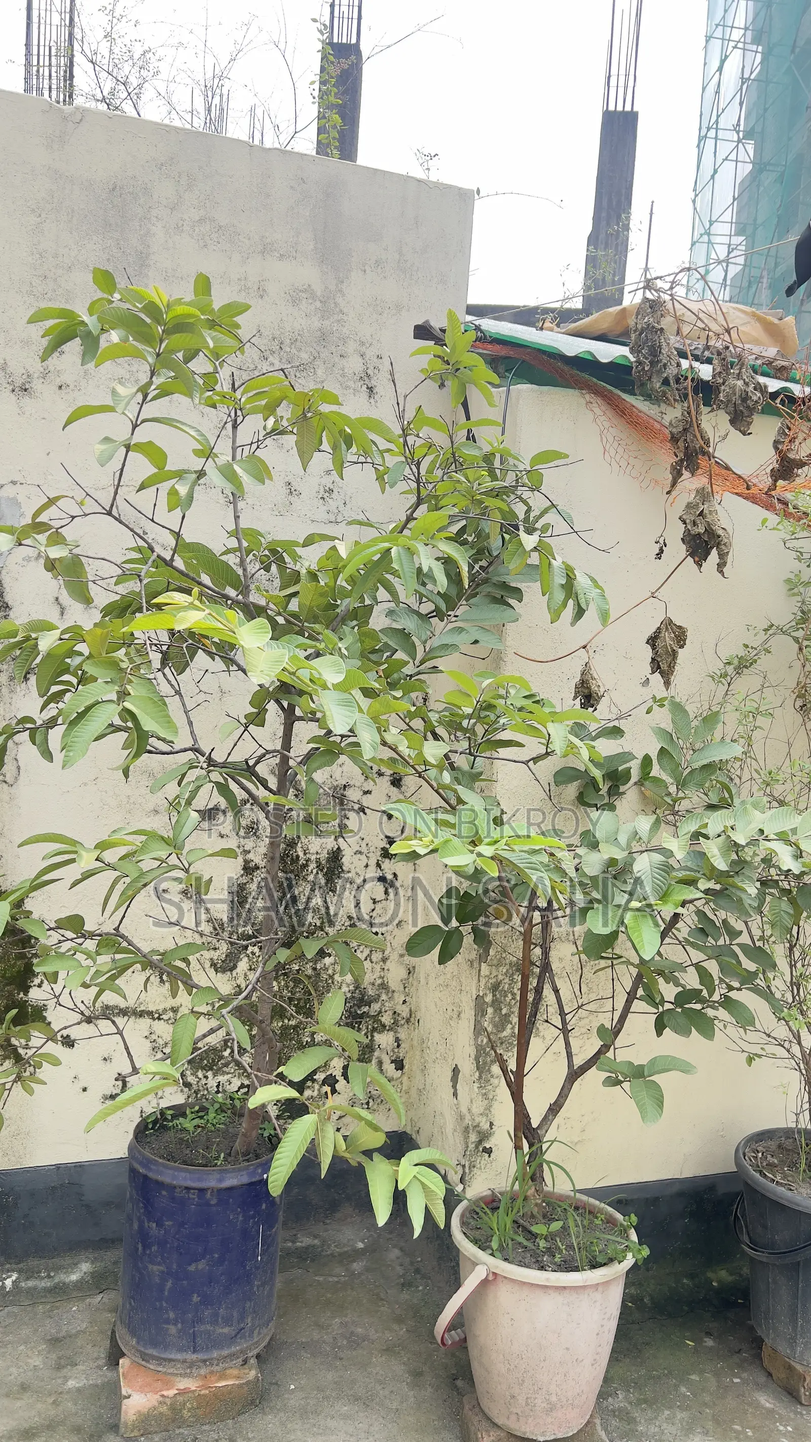 ২ টি পেয়ারা গাছ , ১ টি লেবু গাছ ,১ টি ডালিম গাছ