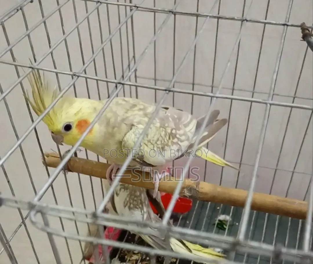 Running Cockatiel Pair