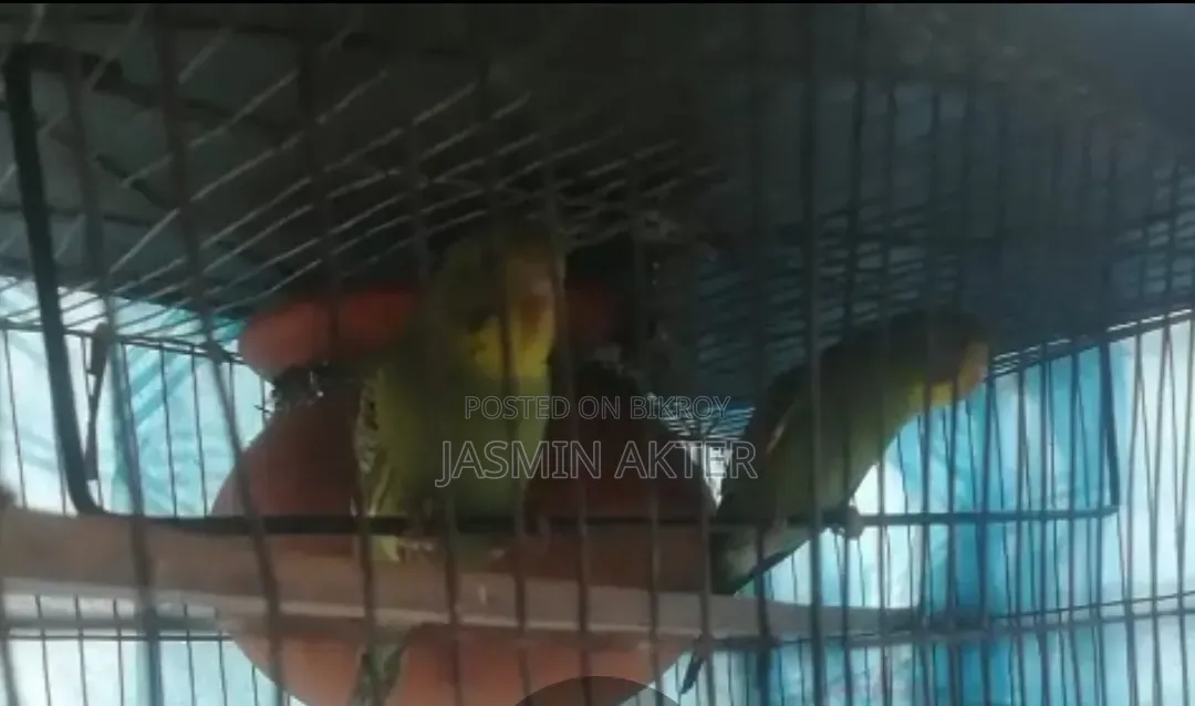 বাজিগর বেবি