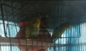 বাজিগর বেবি