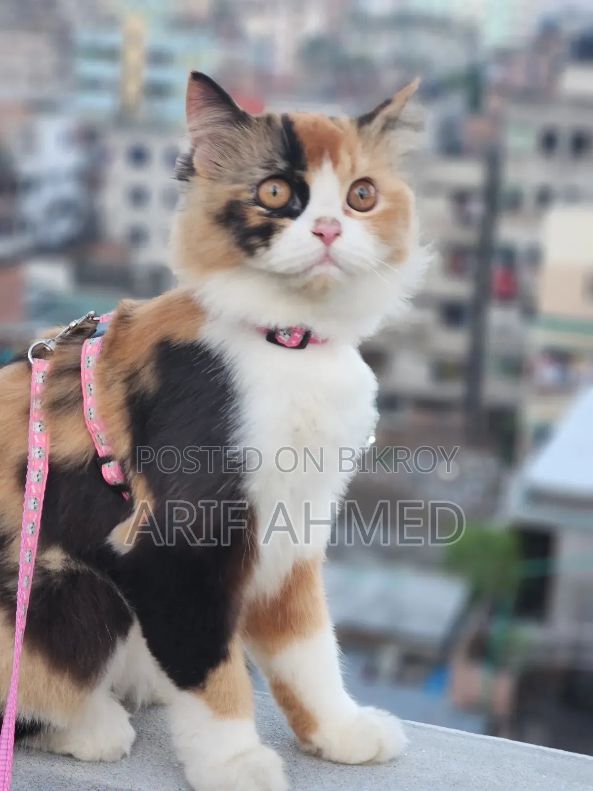 6-12 Months Female Purebred Persian