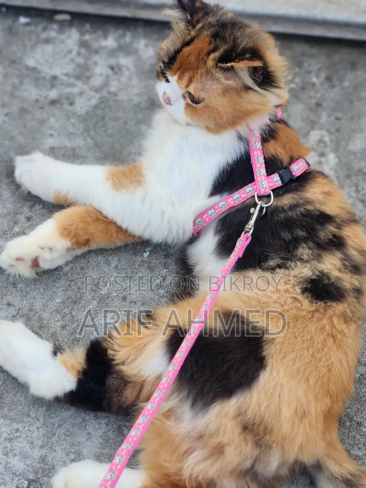 6-12 Months Female Purebred Persian