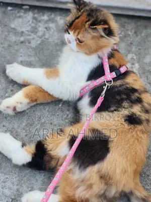 6-12 Months Female Purebred Persian