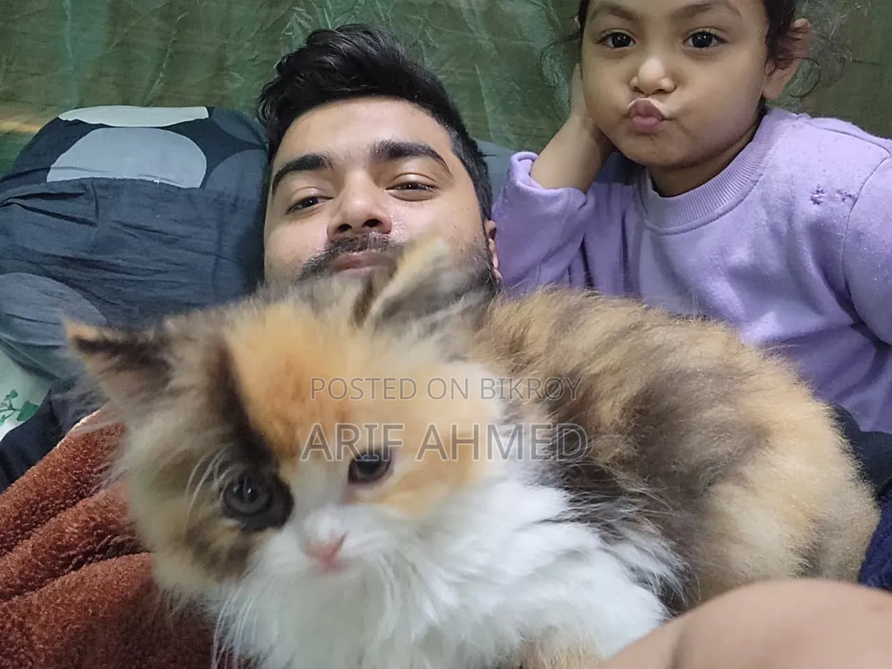 6-12 Months Female Purebred Persian