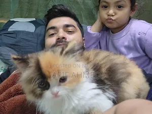 6-12 Months Female Purebred Persian
