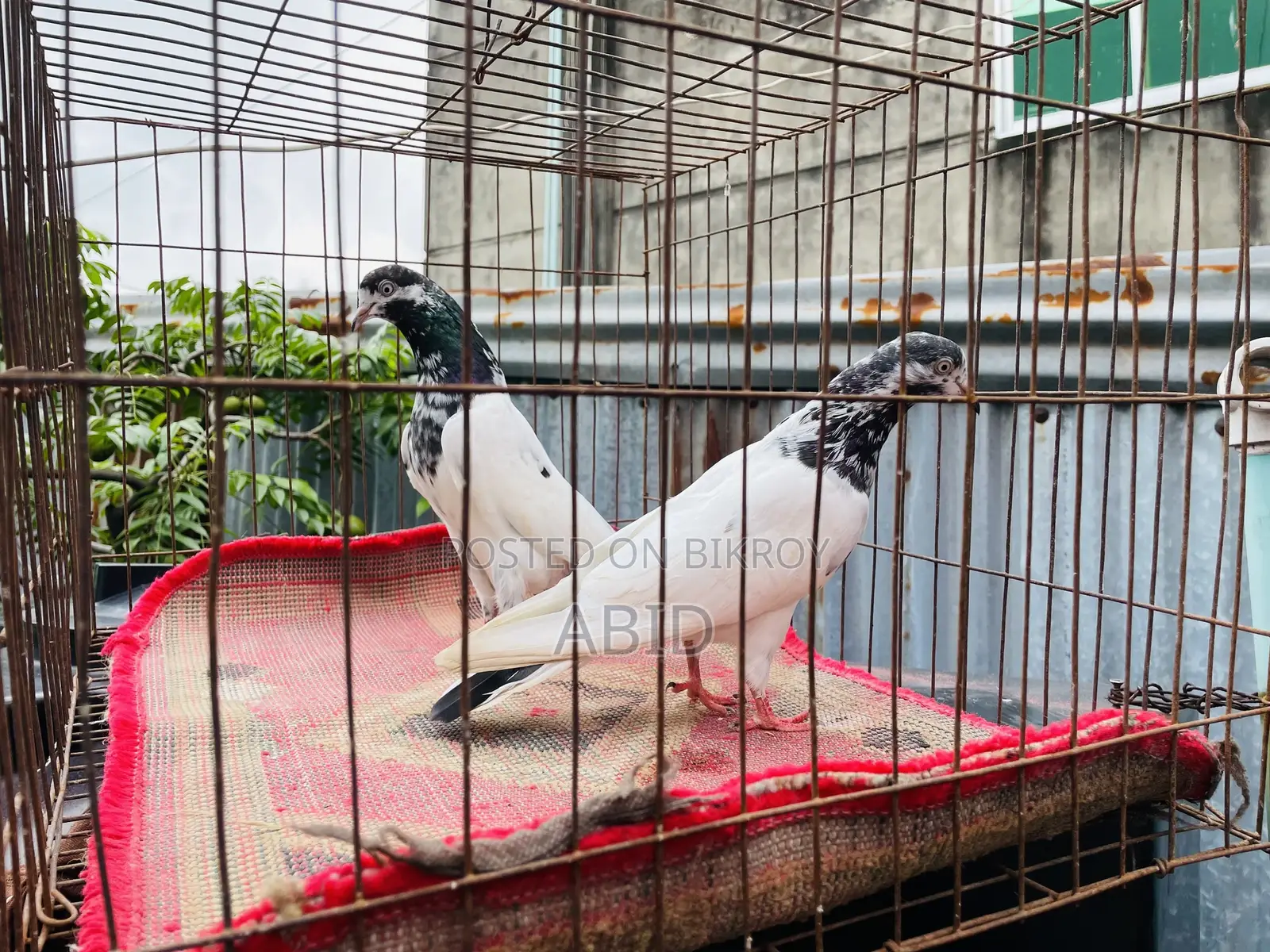 Pakistani Teddy Pair