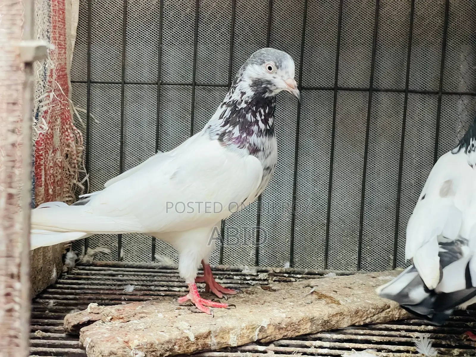 Pakistani Teddy Pair