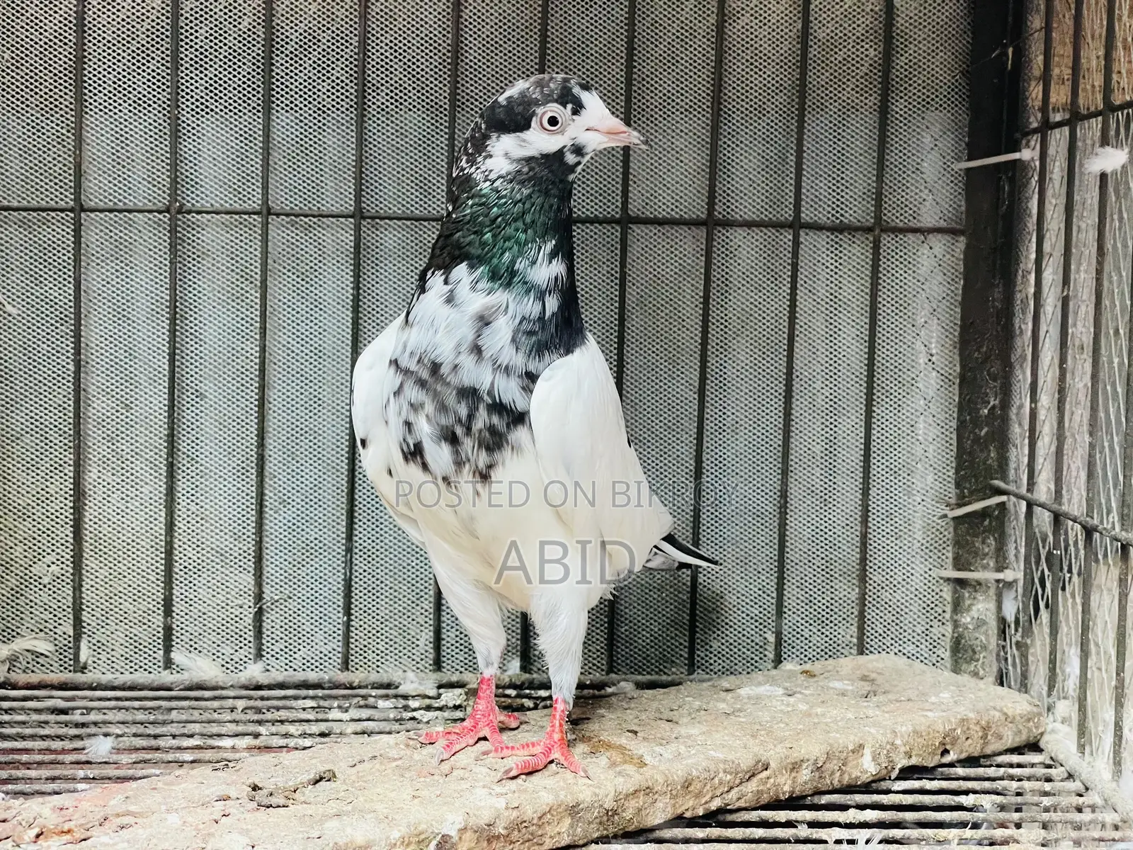 Pakistani Teddy Pair