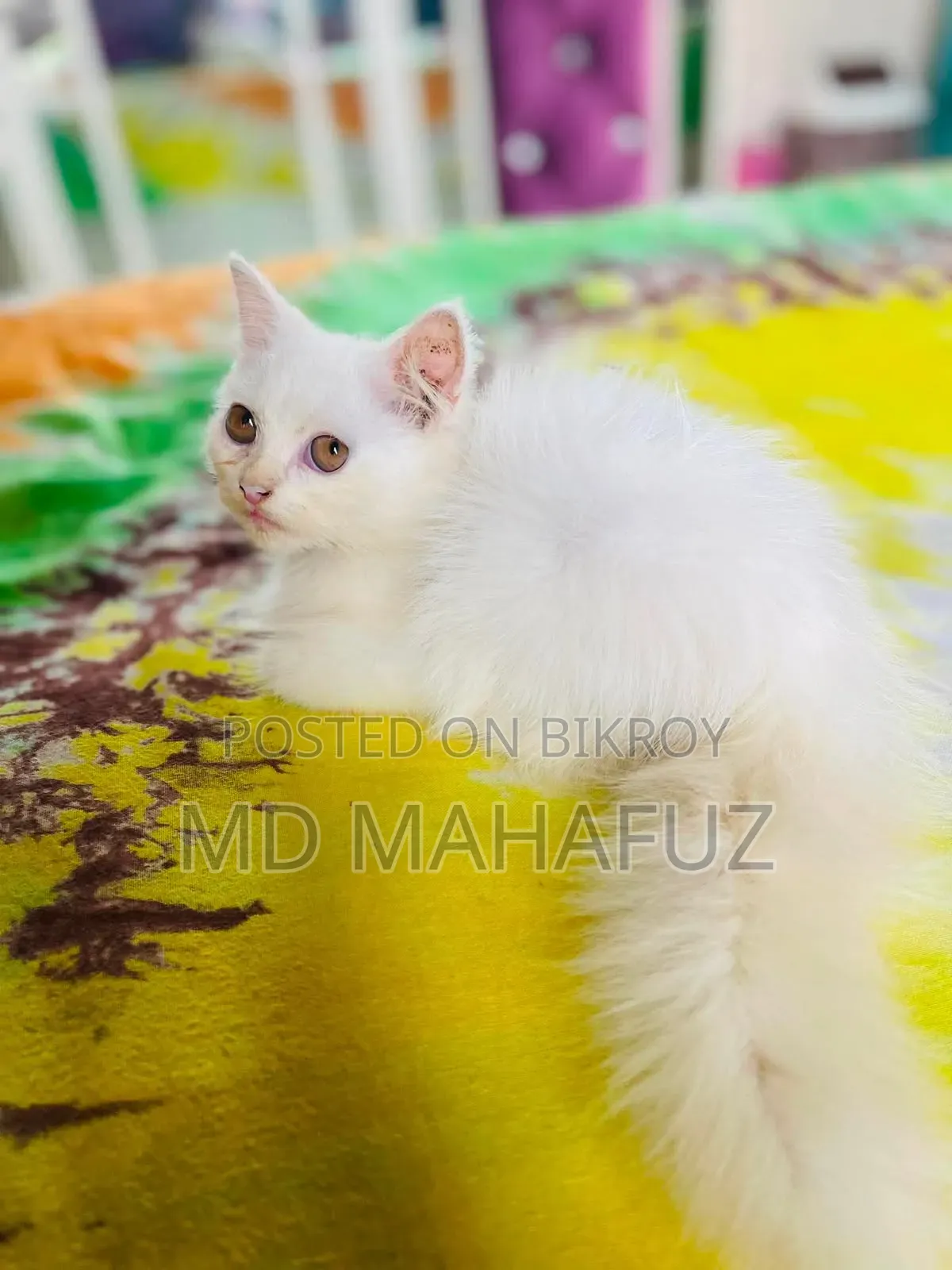 1-3 Months Male Purebred Persian