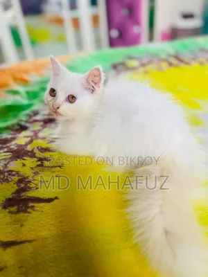 1-3 Months Male Purebred Persian