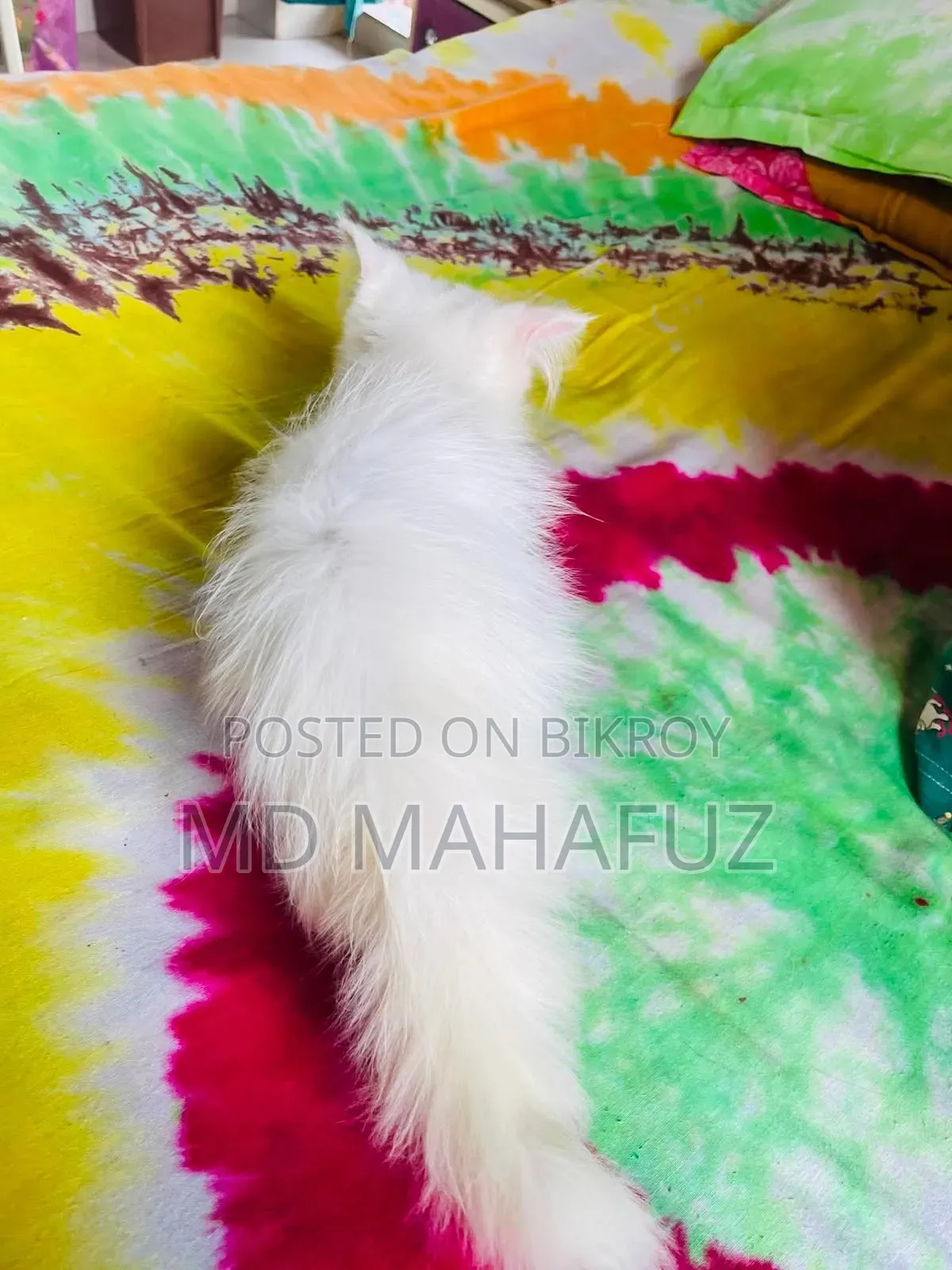 1-3 Months Male Purebred Persian