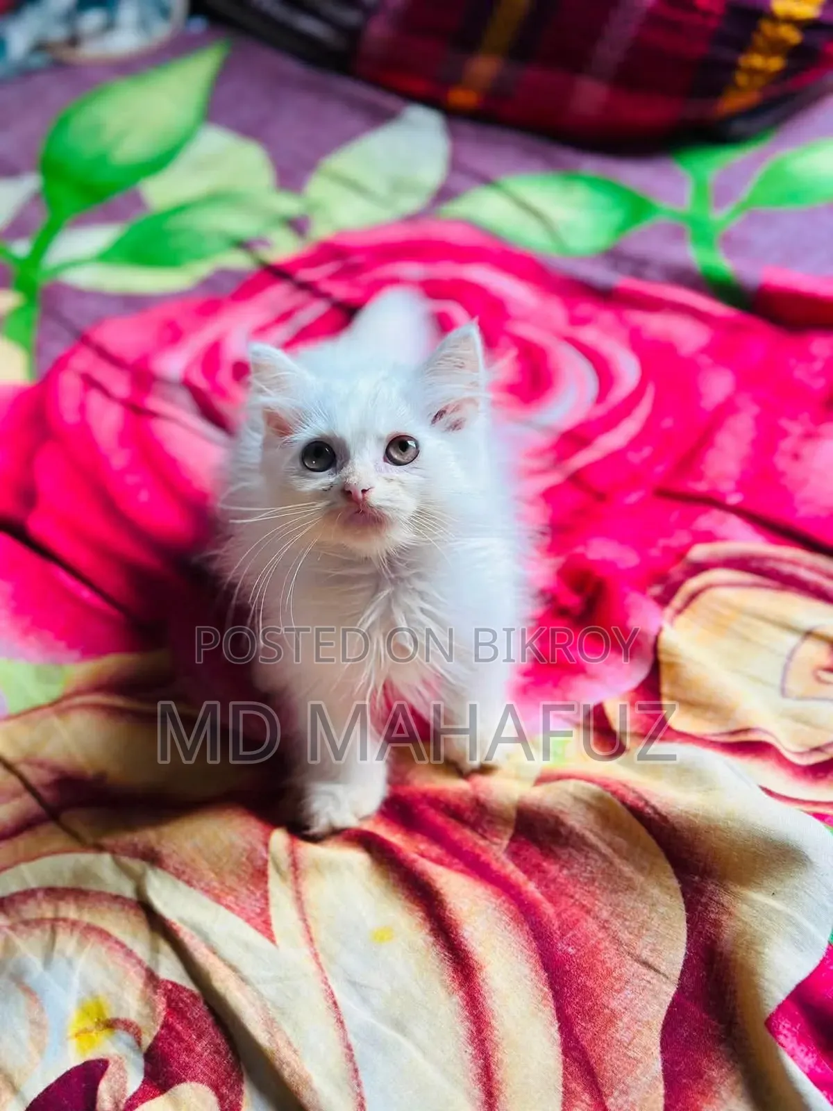 1-3 Months Male Purebred Persian