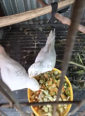 এলভিনো মাস্টার পেয়ার কোকাটেল