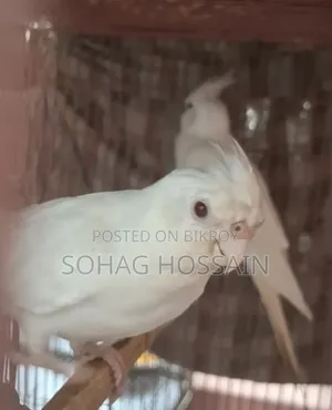 এলভিনো মাস্টার পেয়ার কোকাটেল