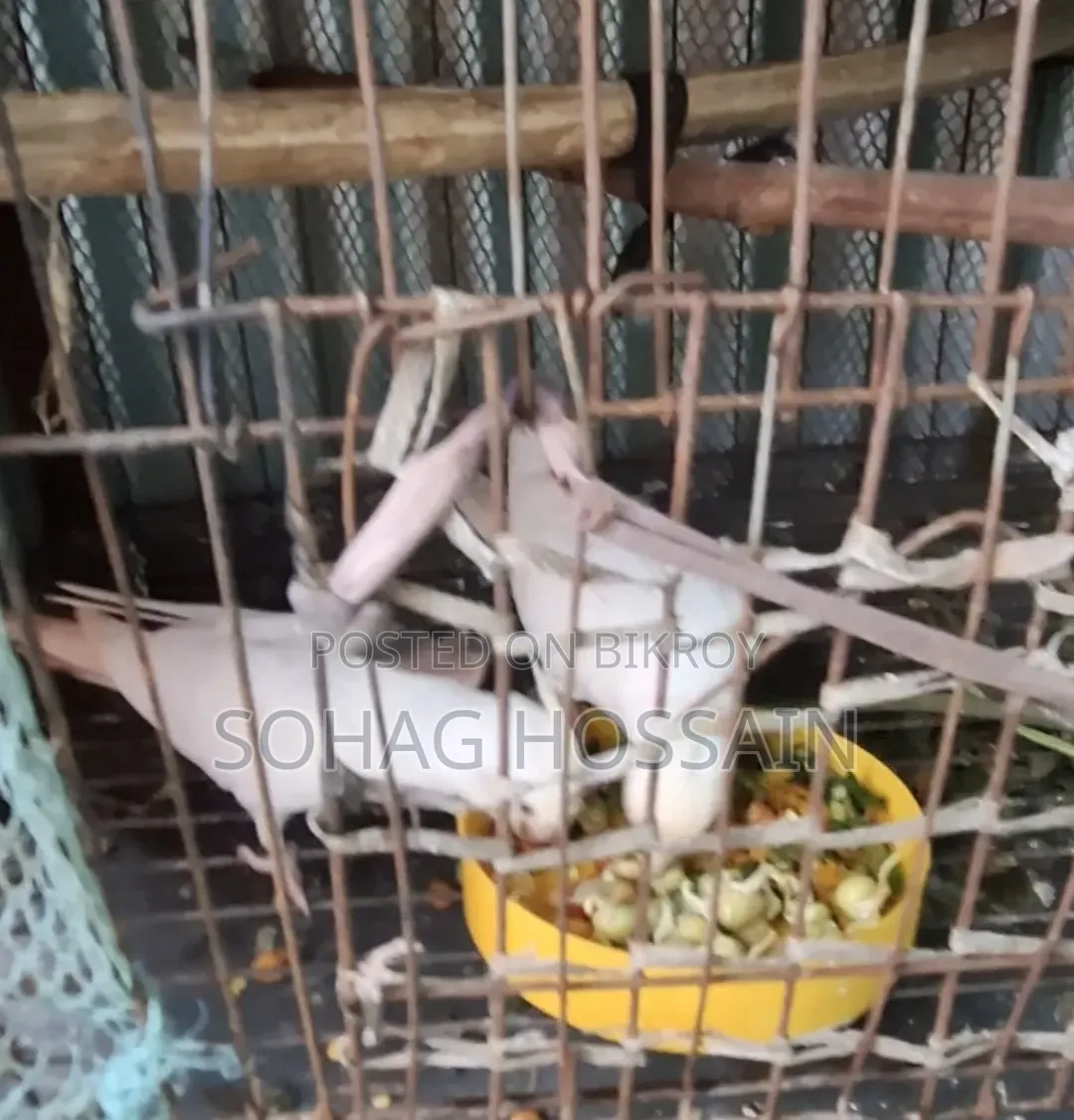 এলভিনো মাস্টার পেয়ার কোকাটেল