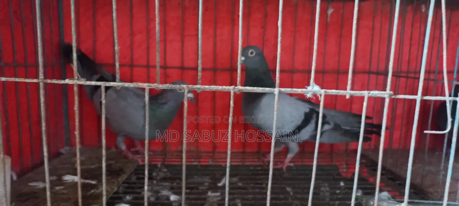 সবজি রেসার কবুতর রানিং খুবই ভালো।